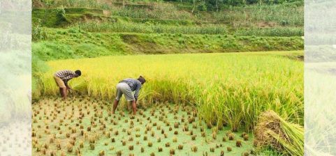 paddy farmers