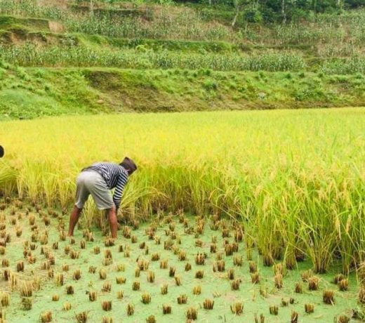 Seedless paddy worries farmers
