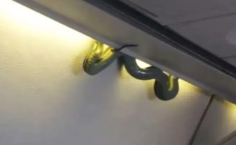 When the snake suddenly started running inside the flying plane !