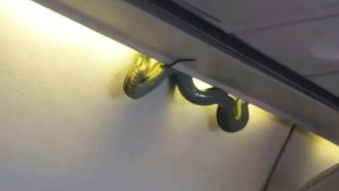 snake flying plane