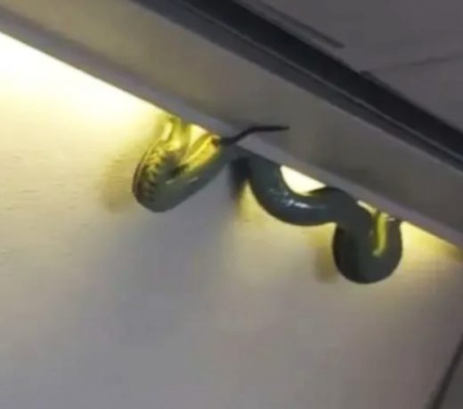 When the snake suddenly started running inside the flying plane !