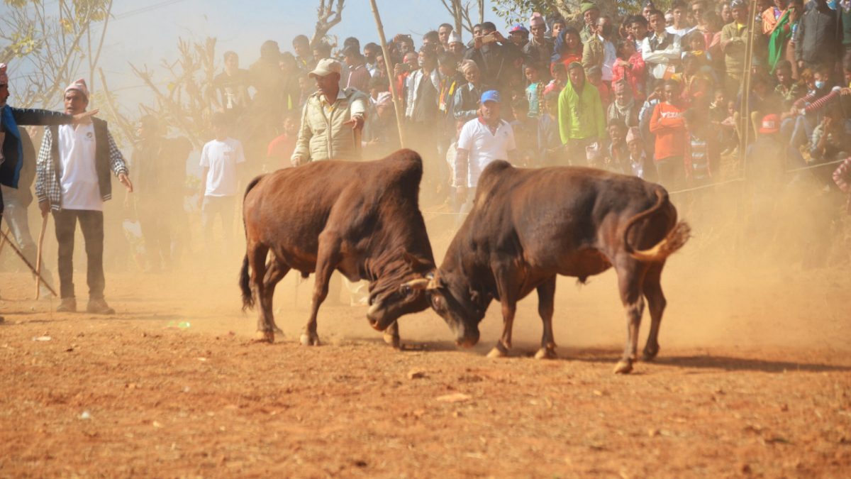 Bull fight to be organized
