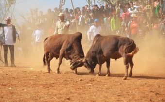 Bull fight to be organized