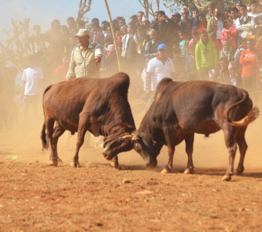 Bull fight to be organized in Dhading