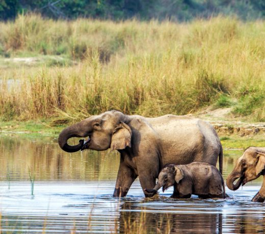 Govinde, the unruly elephant in CNP, administered sedative