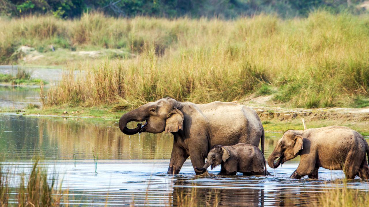 Chitwan National Park