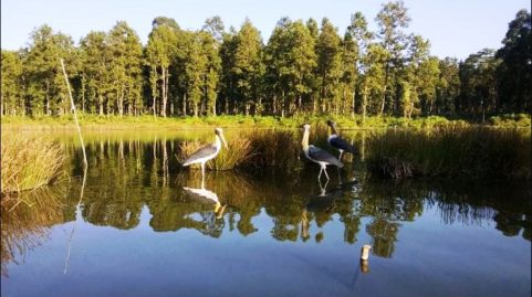 forest wetlands