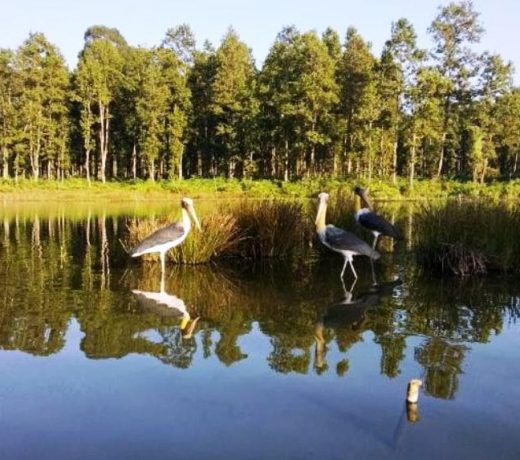 Emphasis laid on conserving forest wetlands