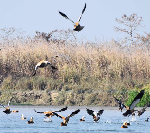 84 species of birds spotted along the Manohara river bank