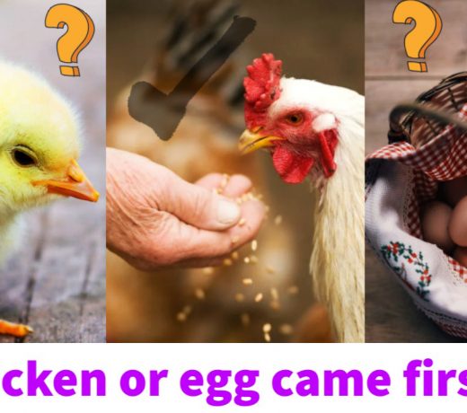 chicken or egg came first ? : The Age-Old Question Continues to Baffle Experts