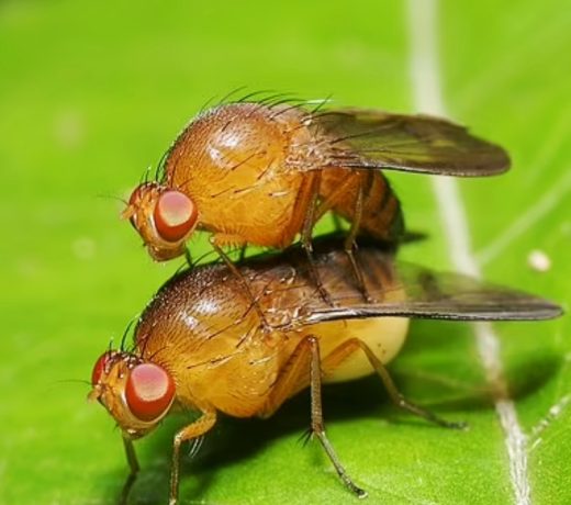 Startling Discovery Reveals Increase in Same-Sex Behavior Among Flies