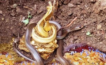 Challenge to science: Treasure full of gold and pearls guarded by snake god found [PhotoFeature]
