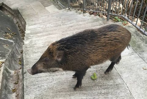 vying for a closer look at the pig