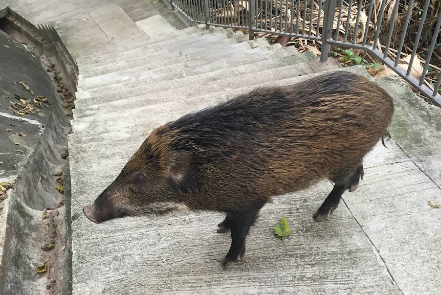 vying for a closer look at the pig