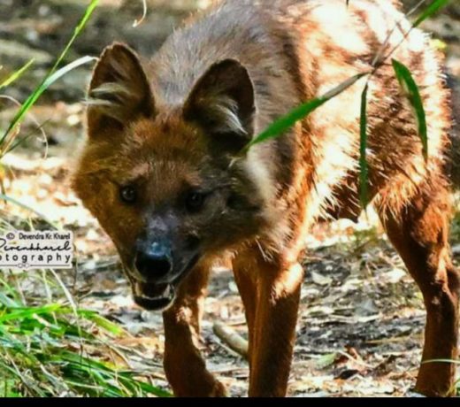 Think Rabies Spreads Only After a Dog Bite? These Deadly Myths Could Cost Your Life!