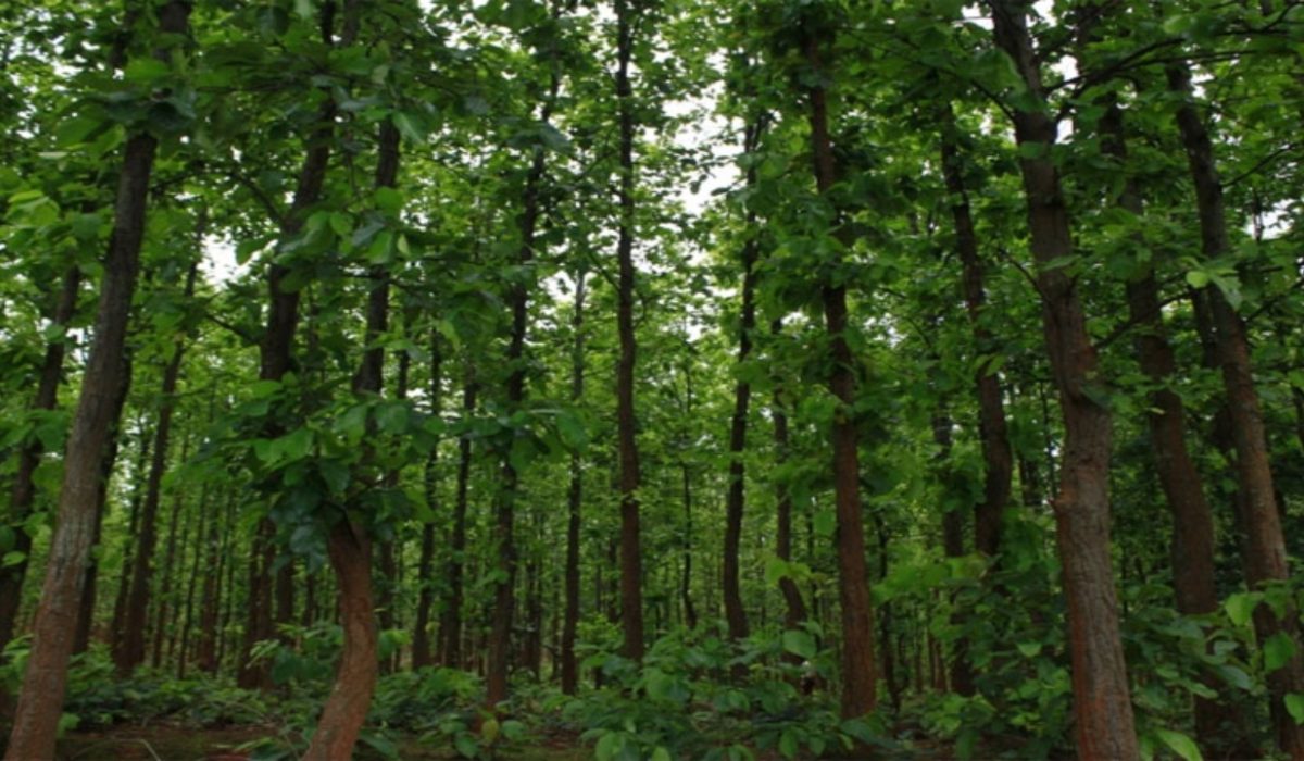 The ‘Car Scandal’ Found Inside Jhapa’s Forest Goes Viral, What Does the Police Say?