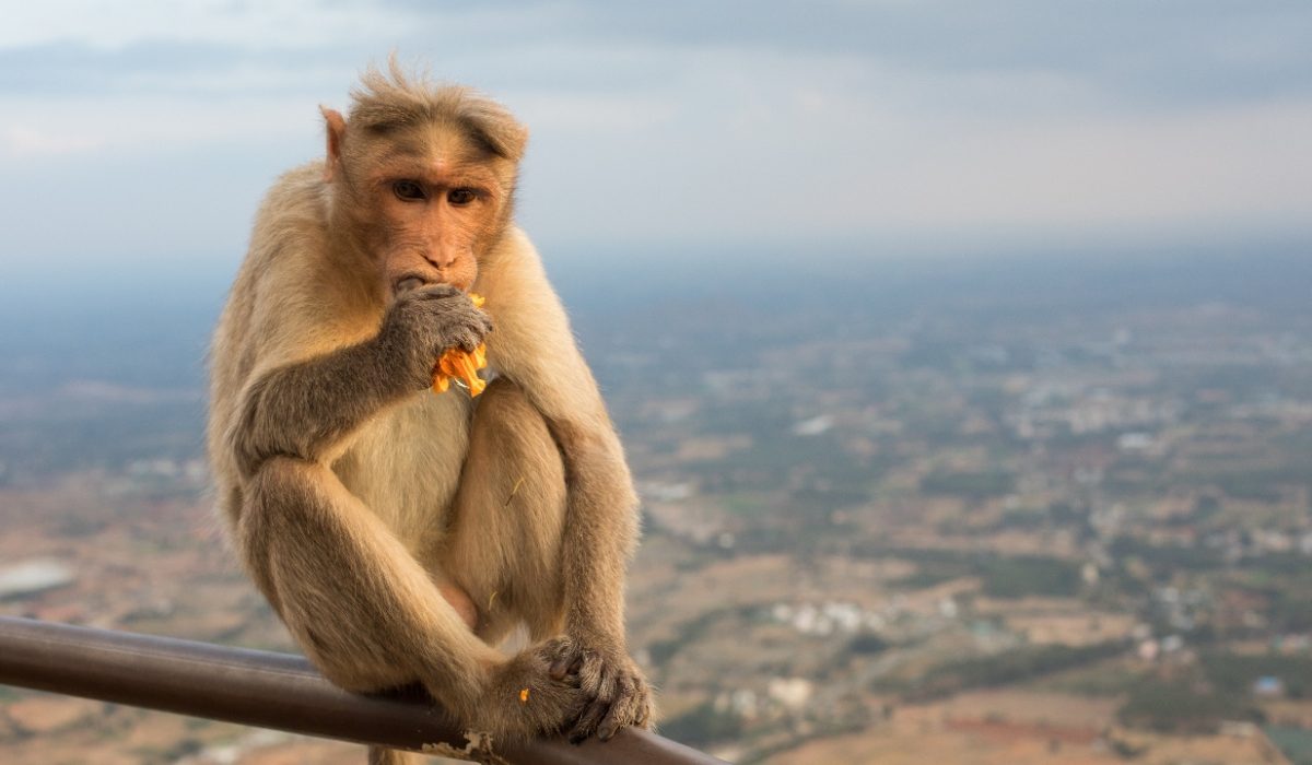 Monkey Steals Passports from Two Tourists, Including an Australian, in Parbat!