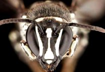 ‘Lucifer’ Bee Discovered in Australia: Scientists Stunned by Horned Marvel