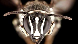 ‘Lucifer’ Bee Discovered in Australia: Scientists Stunned by Horned Marvel