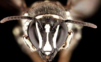 ‘Lucifer’ Bee Discovered in Australia: Scientists Stunned by Horned Marvel