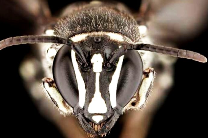 ‘Lucifer’ Bee Discovered in Australia: Scientists Stunned by Horned Marvel