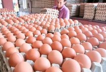 Egg Prices Rise Sharply