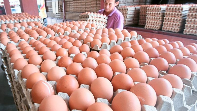 Egg Prices Hit New Record, Farmers in Profit : What Are the New Rates?