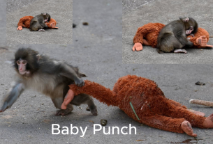 Baby Punch