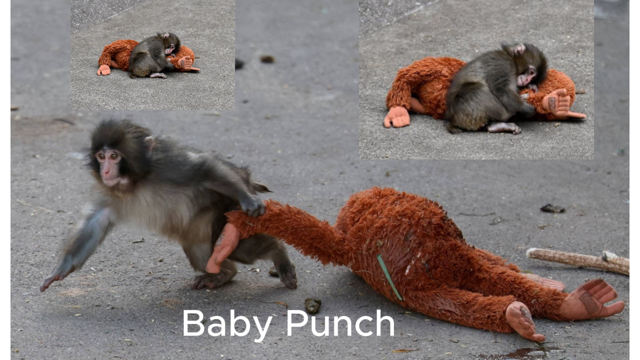 Baby Punch