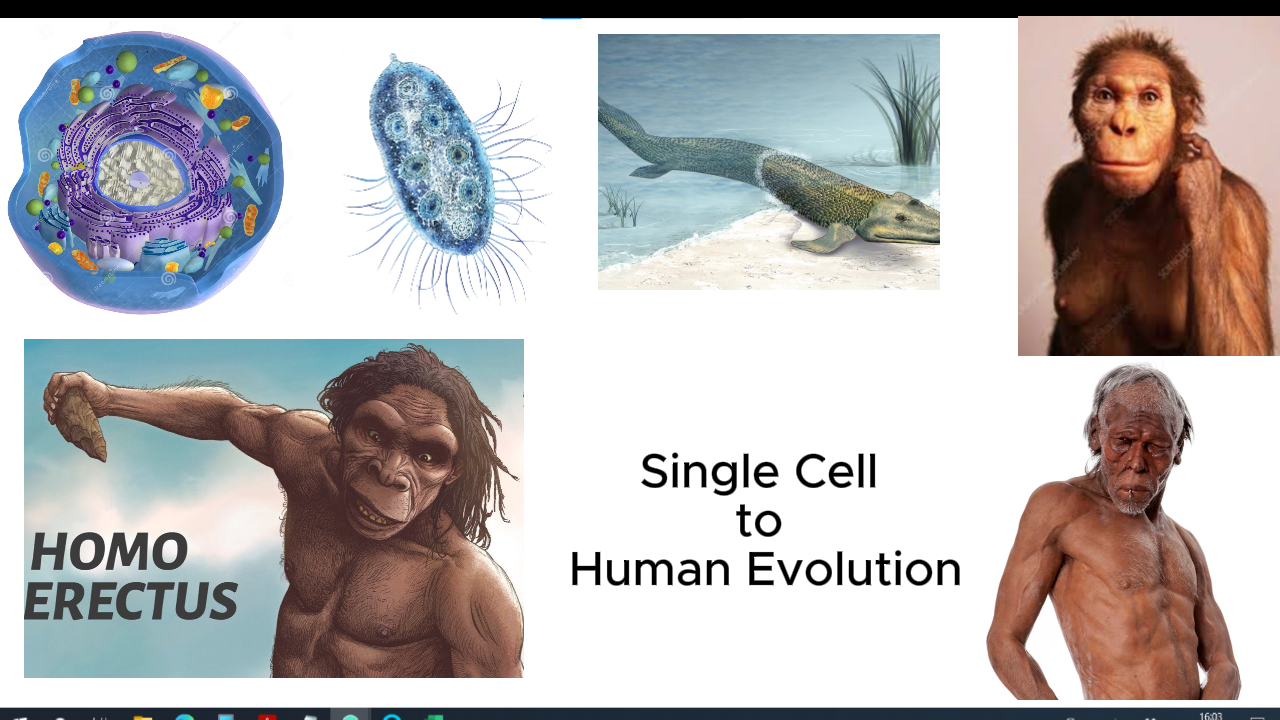 Human evoluiton