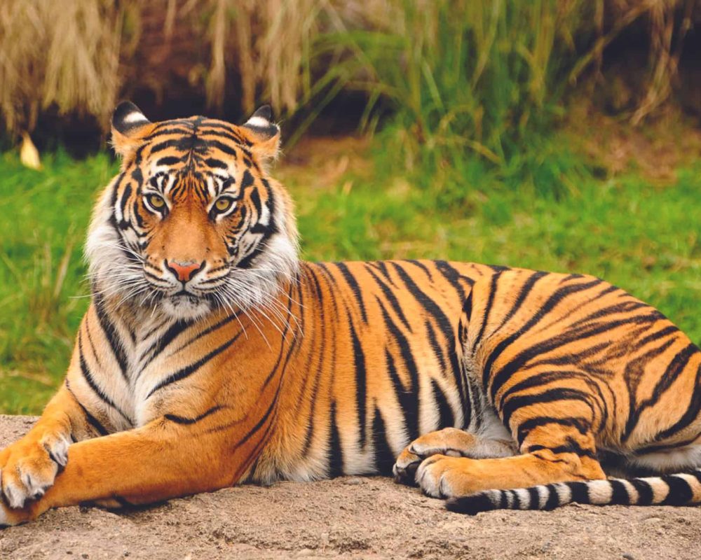 bengal tiger